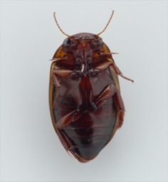 Foto af Gulstribet åvandkalv (Platambus maculatus) | Standardfoto