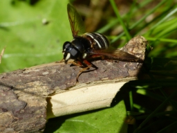 Foto af Tidlig silkesvirreflue (Sericomyia lappona) | Hun