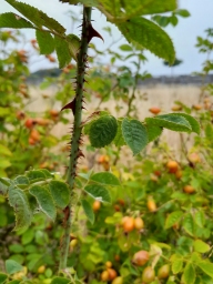 Foto af Æble-rose (Rosa rubiginosa) | Standardfoto