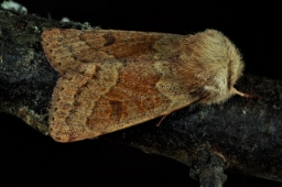 Foto af Rødlig forårsugle (Orthosia miniosa) | Han