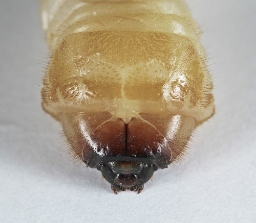 Foto af Brun barkbuk (Arhopalus rusticus) | Larve