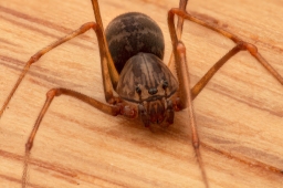 Foto af Væksthus-spytteedderkop (Scytodes fusca) | Han