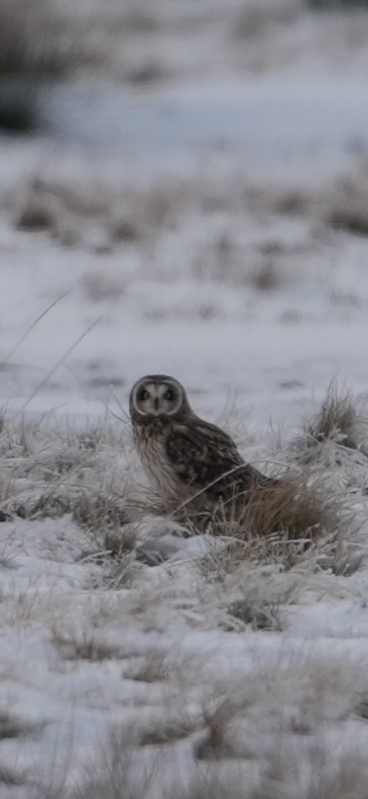Short-eared Owl (Asio flammeus), photo 8