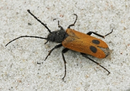 Foto af Klitplasterbille (Apalus bimaculatus) | Standardfoto