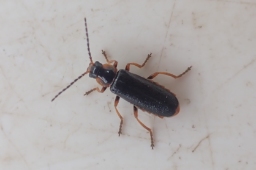 Foto af Cantharis flavilabris (Cantharis flavilabris) | Standardfoto