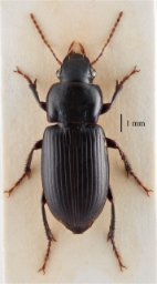 Foto af Metallisk sandløber (Harpalus affinis) | Standardfoto
