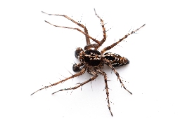 Foto af Losedderkop (Oxyopes ramosus) | Han