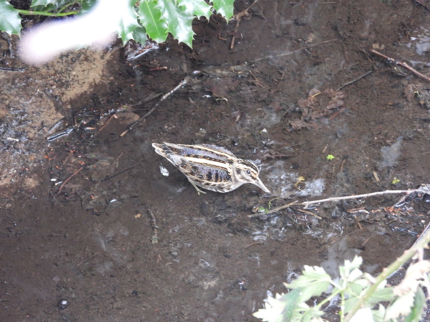 Jack Snipe (Lymnocryptes minimus), photo 2