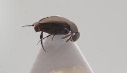 Foto af Mordellistena parvula (Mordellistena parvula) | Standardfoto