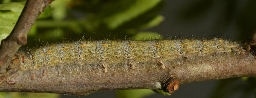 Foto af Poppelspinder (Poecilocampa populi) | Larve
