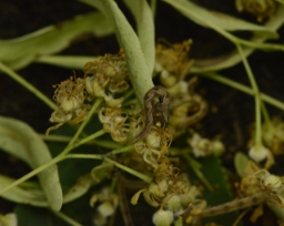 Foto af Lindedværgmåler (Eupithecia egenaria) | Larve