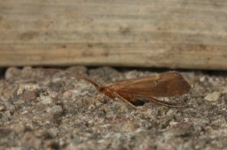 Foto af Limnephilus ignavus (Limnephilus ignavus) | Han
