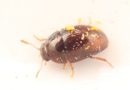Foto af Olibrus affinis (Olibrus affinis) | Standardfoto