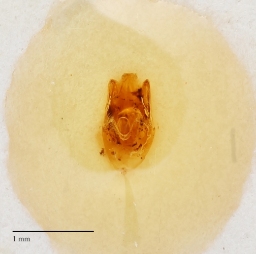 Foto af Cantharis cryptica (Cantharis cryptica) | Danmarks BilleBank - danbiller.dk