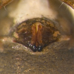 Foto af Savignia frontata (Savignia frontata) | Hunnens epigyn