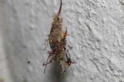 Foto af Bladhyttespinder (Parasteatoda lunata) | Frederik Leck Fischer