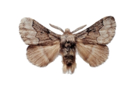 Foto af Tjørnespinder (Trichiura crataegi) | Standardfoto