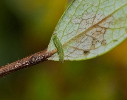 Foto af Mosehøsommerfugl (Colias palaeno) | Larve