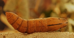 Foto af Oleandersværmer (Daphnis nerii) | Puppe