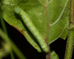 Foto af Bøgeskovspinder (Drymonia obliterata) | Larve