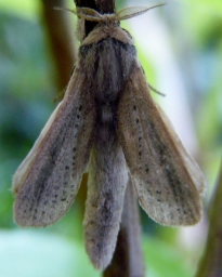Foto af Rørborer (Phragmataecia castaneae) | Hun