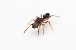 Foto af Myrmarachne formicaria (Myrmarachne formicaria) | Han