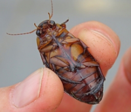Foto af Rundhoftet vandkalv (Dytiscus dimidiatus) | Hun