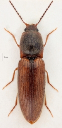 Foto af Sortstribet busksmælder (Athous vittatus) | Standardfoto