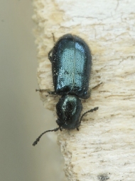 Foto af Skinkebille (Korynetes caeruleus) | Standardfoto