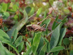 Foto af Hedegræshoppe (Metrioptera brachyptera) | Han
