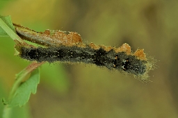 Foto af Kobberbrun spinder (Gastropacha quercifolia) | Larve