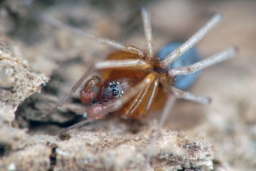 Foto af Zodarion italicum (Zodarion italicum) | Han