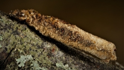 Foto af Cigarsækbærer (Taleporia tubulosa) | Larve