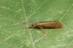 Foto af Limnephilus tauricus (Limnephilus tauricus) | Han