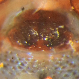 Foto af Cnephalocotes obscurus (Cnephalocotes obscurus) | Hunnens epigyn