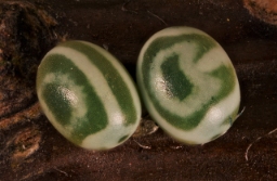 Foto af Kobberbrun spinder (Gastropacha quercifolia) | Æg