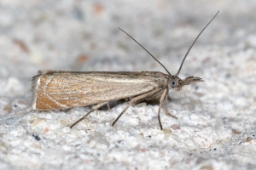 Foto af Chrysoteuchia culmella (Chrysoteuchia culmella) | Standardfoto