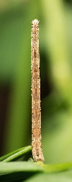 Foto af Kantpunktet duskmåler (Scopula marginepunctata) | Larve