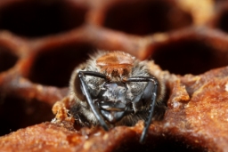 Foto af Varroamide (Varroa destructor) | Standardfoto