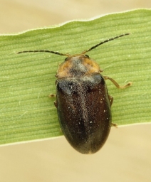 Foto af Stor sumpbille (Microcara testacea) | Standardfoto