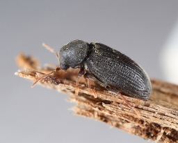 Foto af Hemicoelus fulvicornis (Hemicoelus fulvicornis) | Standardfoto