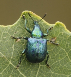 Foto af Cigarruller (Byctiscus betulae) | Hun