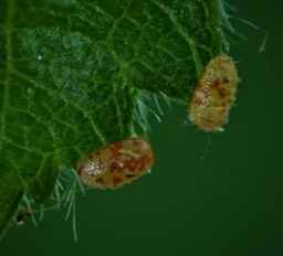 Foto af Birke-bæltemåler (Cyclophora albipunctata) | Æg