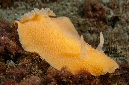 Foto af Søcitron (Archidoris pseudoargus) | Standardfoto