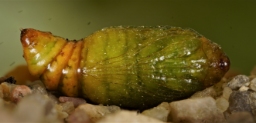 Foto af Tigersnerleugle (Emmelia trabealis) | Puppe