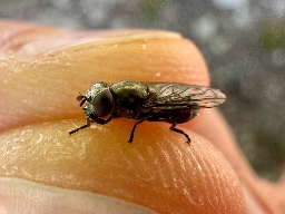 Foto af Korthornet mosesvirreflue (Orthonevra brevicornis) | Hun