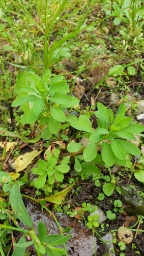Foto af Opret vortemælk (Euphorbia stricta) | Standardfoto