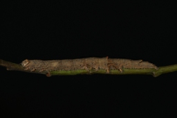 Foto af Sydlig poppel-ordensbånd (Catocala elocata) | Larve