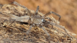 Foto af Masteria boggildi (Masteria boggildi) | Han
