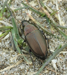 Foto af Flad ovalløber (Amara eurynota) | Standardfoto